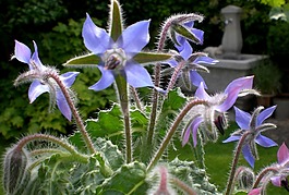 琉璃苣,蜜蜂,花园