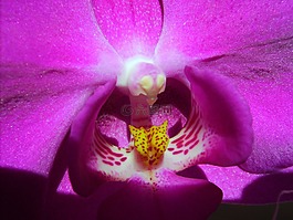 蘭花,蝴蝶蘭,可愛(ài)