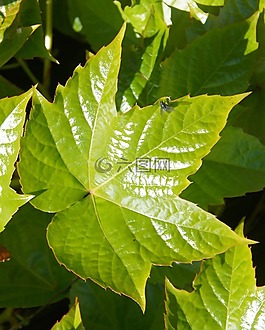 葉子,春天,弗里施