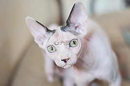 猫,狮身人面像,肖像