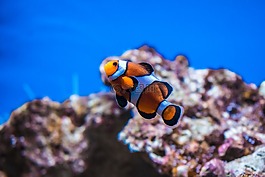 小丑魚,anemonefish,魚