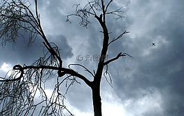 风雨如磐的天空,收集的云,枯树