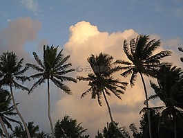 手掌,海灘,日落