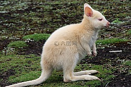 袋鼠,白,動物