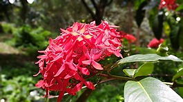 花针,花,红色的花朵