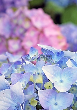 八仙花,開花,藍(lán)色