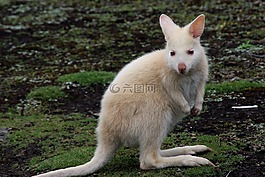 袋鼠,白,動物