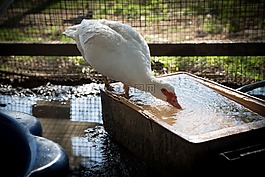 鵝,白,水