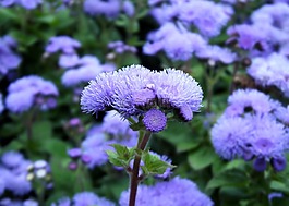 藍(lán)色 v 煙,花,藍(lán)色