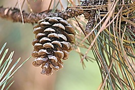 松果,松,針葉樹
