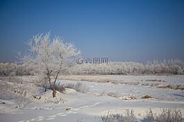 雪,樹,冬天