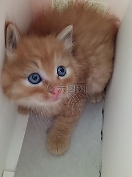 猫咪,可爱,动物