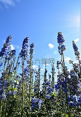 天空,鮮花,高大
