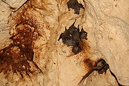 蝙蝠,洞穴,掛