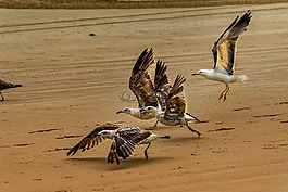 鳥,動(dòng)物區(qū)系,性質(zhì)