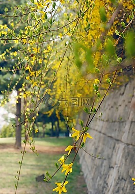 連翹,鮮花,黃色花