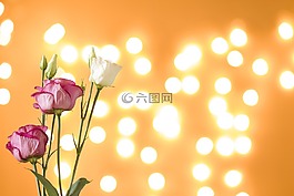 桔梗花,光明,自然