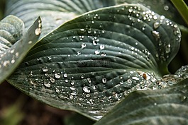 植物,雨,下雨天