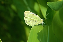 蝴蝶,動(dòng)物,昆蟲