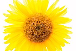 太陽花,黃色,花
