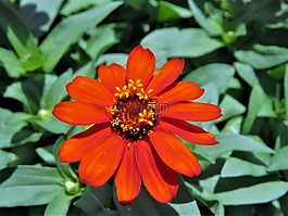 花,橙色,锈