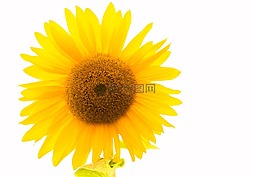 太陽(yáng)花,黃色,花