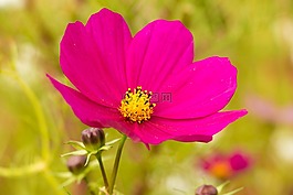 粉红色的花,宇宙,kosmee
