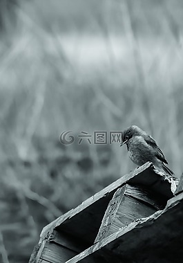 黑白色,性質,鳥