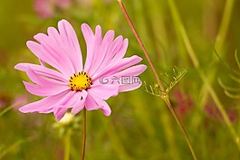 粉红色的花,宇宙,kosmee
