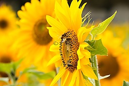 太陽花,黃色,花