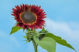 太陽花,紅色,花