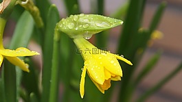 納西斯 ·,花盆,彎
