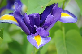 虹膜光圈,花,廠