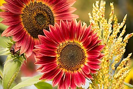 太陽花,紅色,花
