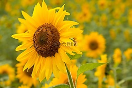 太陽(yáng)花,黃色,花