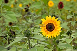 太陽花,黃色,花