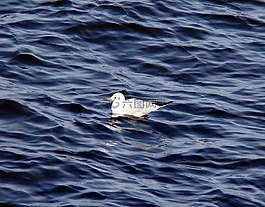 海鷗,河,波
