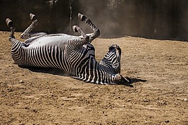 動物區(qū)系,性質,哺乳動物