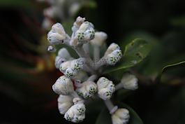 植物,種子,成長