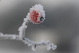 弗罗斯特,山楂,硬霜