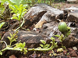 西瓜,水瓜,植物