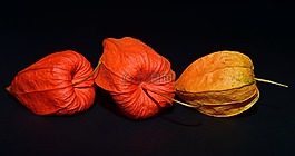 lampionblume,花,關閉