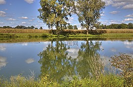 風(fēng)景,樹,藝術(shù)