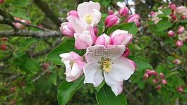 蘋果花,春天,蘋果樹