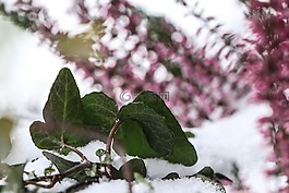 植物,雪,冬天