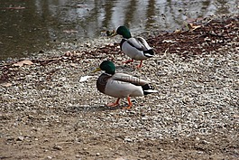 鴨,河,水