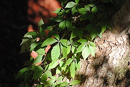 常春藤,树,叶子