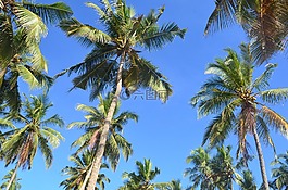 棕櫚樹,熱帶,自然