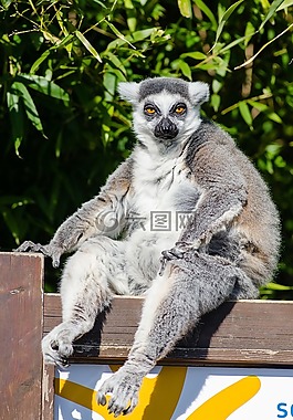 狐猴,馬達(dá)加斯加,靈長類動物