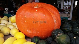 南瓜,橙色,大